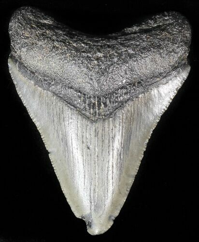 Juvenile Megalodon Tooth #56575